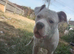 American bulldog