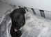 Puppies
