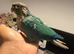 Green check conure