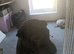 Black KC reg sharpei
