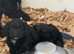 Adorable F1 ethically bred Sproodle pups