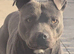 Blue Male Staffordshire Bull Terrier