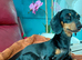 Doxiepoo for sale