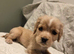 Golden Cockaliers puppies