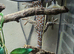 Breeding trio Tokay Geckos