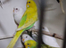 Young budgies