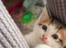 9 week old kittens