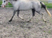2yr Welsh a filly.