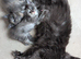 Tica Pedigree Maine Coon Kittens