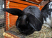 Baby rabbits