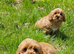 2 Lovely cavapoo male puppies for sale