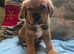 American bulldogs cross mastiff