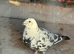 Pigeons for sale