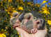 Hand reared fancy pet pigeons available!