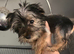15 week girl pedigree Yorkie girl