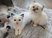 Ragdoll Kittens