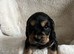 Show type, cocker, spaniel puppies