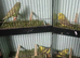 3 black wing 1 split black wing black face