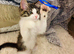 part Mainecoon female Ruby