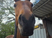 15.3 mare