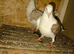 I have some gud birds for sale