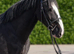 The ultimate schoolmaster allrounder cob