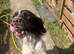 English springer spaniel crossed labradoodle