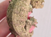 Leachianus Gecko F2 Tremper line Bayonnaise x Moro CB 25