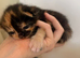 Beautiful kittens for sale!