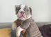 ENGLISH BULLDOG PUPPIES!