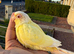 Creamino conure