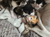 Ragdoll mixed kittens for sale