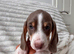 4 Beautiful Miniature Dachshund Puppies