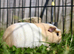 Single male smooth guinea pig