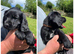 ****gorgeous cockerdor puppies****