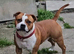 KC Red Staffy STUD available fully health tested