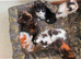 MIxed Breed Kittens