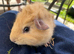 Baby Guinea pig