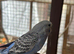 Tamed young Budgies