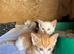 Gorgeous mixed breed kittens