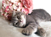 Scottish fold kittens