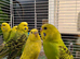 Quality budgies