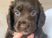 cocker spaniel puppies for sale