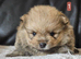 6 beautifull pomeranian baby's