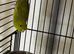 Baby parakeets