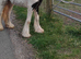 Black and white colt