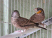 Cutthroat finches for sale