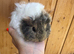Female guinea pig