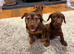 3 Beautiful Patterdale terrier boys