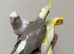 Hand reared Cockatiels